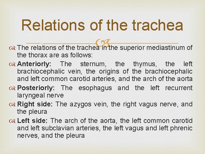 Relations of the trachea The relations of the trachea in the superior mediastinum of