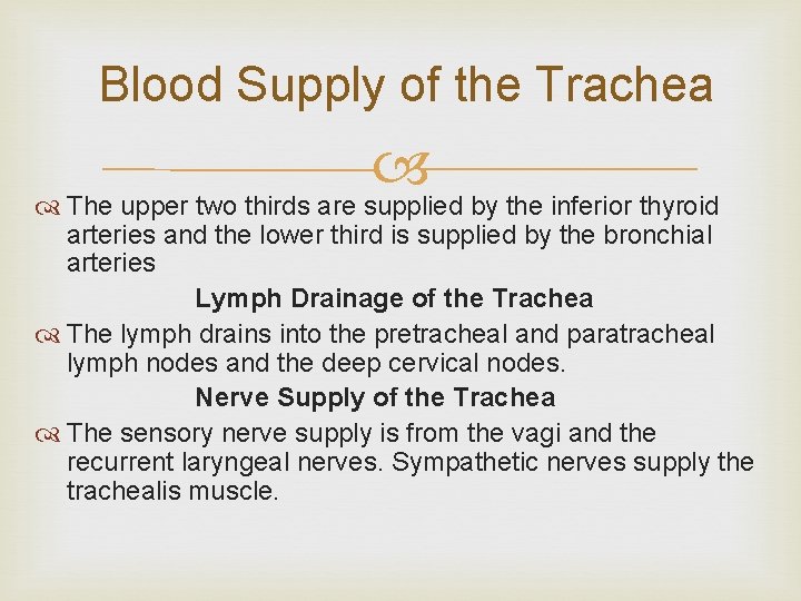 Blood Supply of the Trachea The upper two thirds are supplied by the inferior