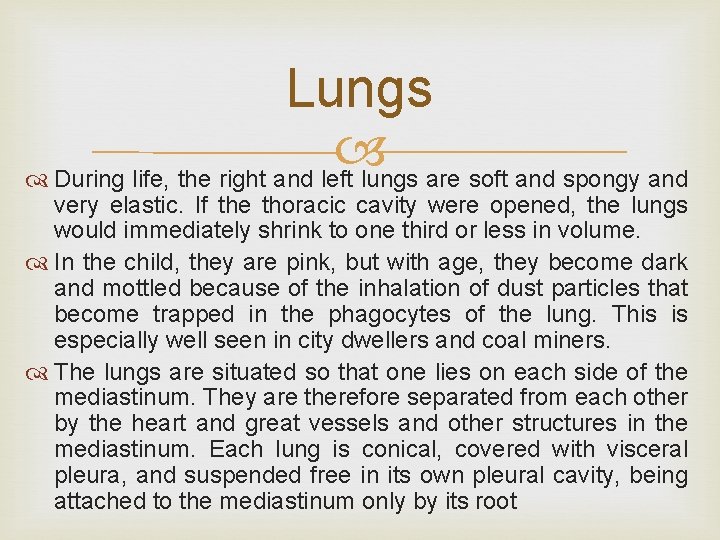 Lungs During life, the right and left lungs are soft and spongy and very