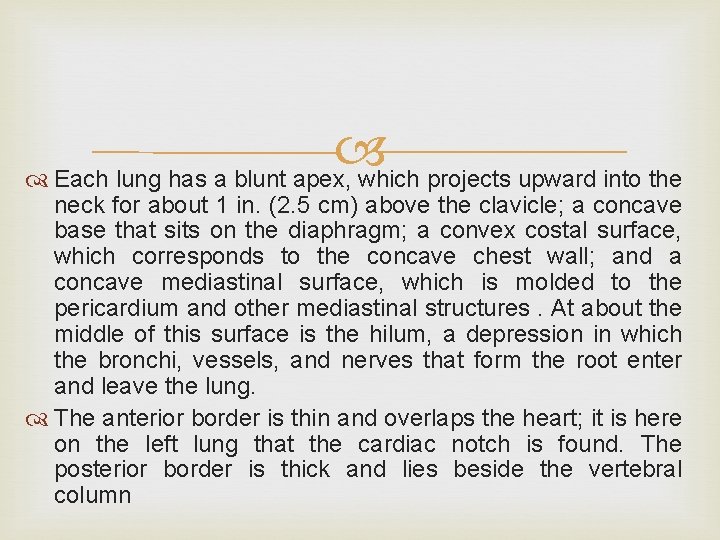  Each lung has a blunt apex, which projects upward into the neck for