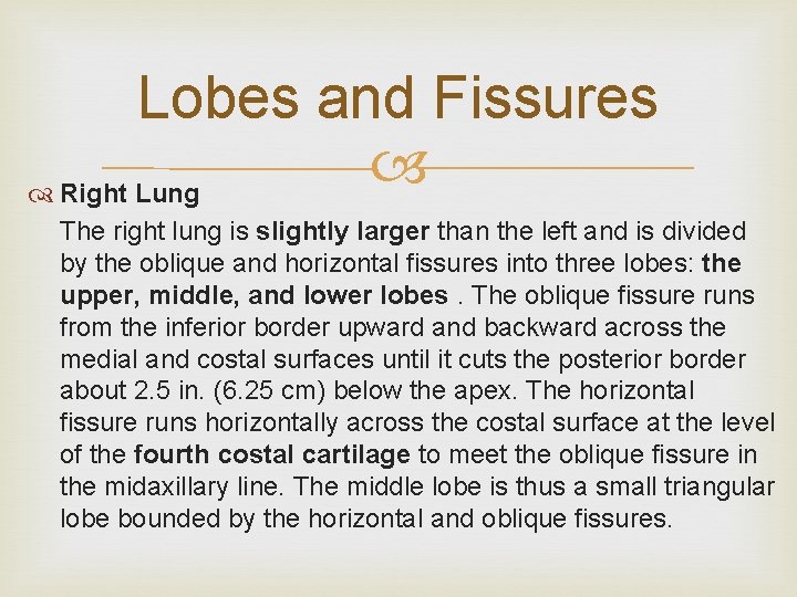 Lobes and Fissures Right Lung The right lung is slightly larger than the left