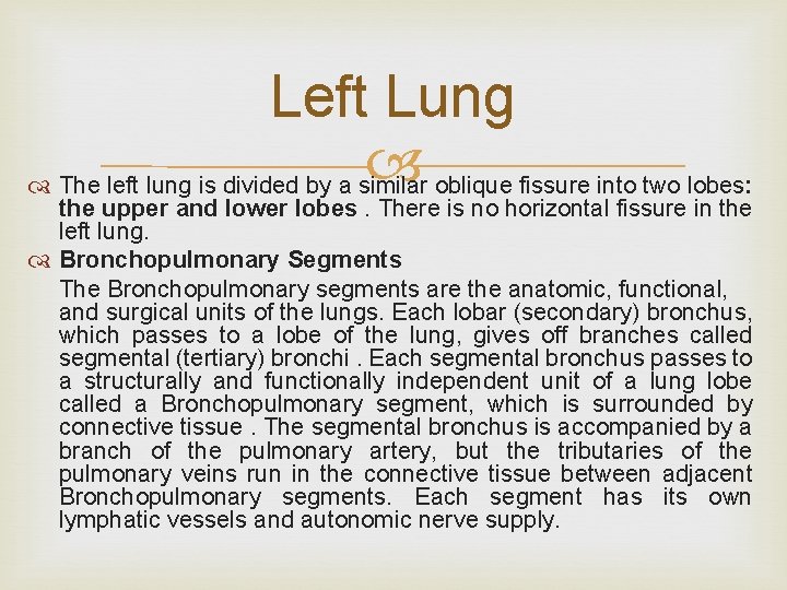 Left Lung oblique fissure into two lobes: The left lung is divided by a