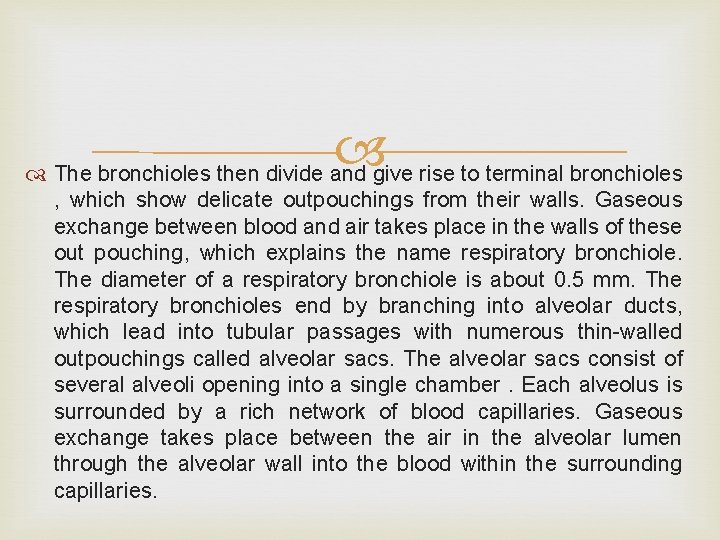  The bronchioles then divide and give rise to terminal bronchioles , which show