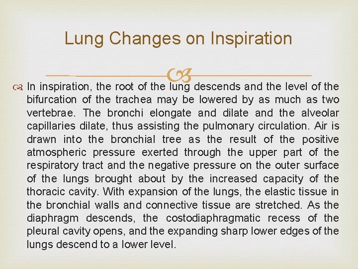 Lung Changes on Inspiration In inspiration, the root of the lung descends and the