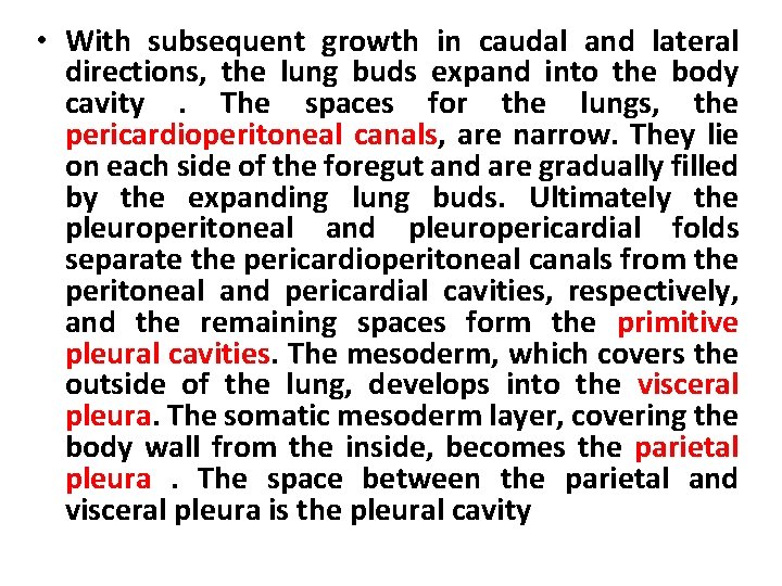  • With subsequent growth in caudal and lateral directions, the lung buds expand