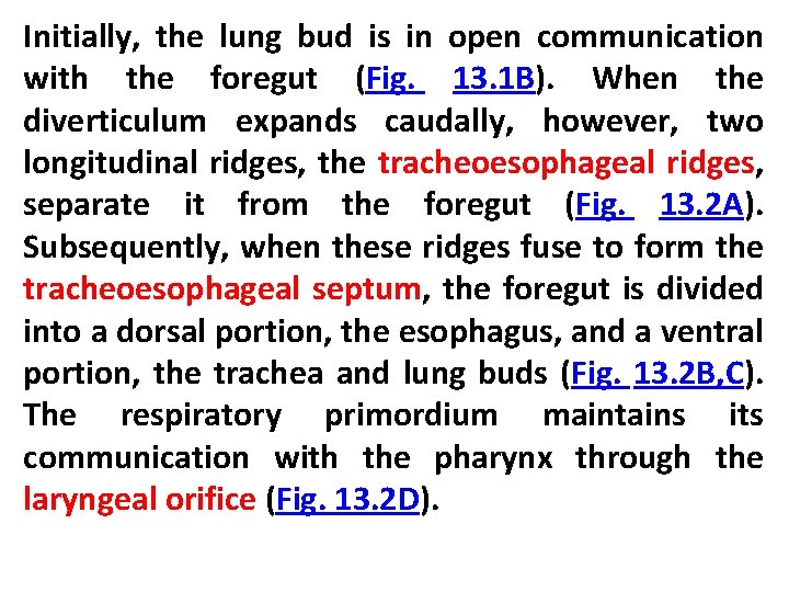 Initially, the lung bud is in open communication with the foregut (Fig. 13. 1