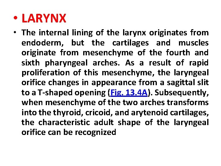  • LARYNX • The internal lining of the larynx originates from endoderm, but