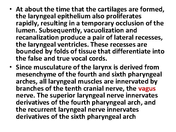  • At about the time that the cartilages are formed, the laryngeal epithelium