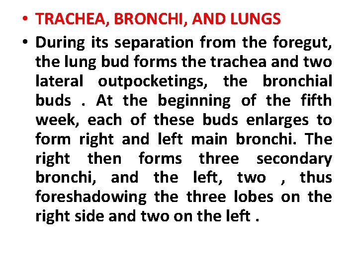  • TRACHEA, BRONCHI, AND LUNGS • During its separation from the foregut, the