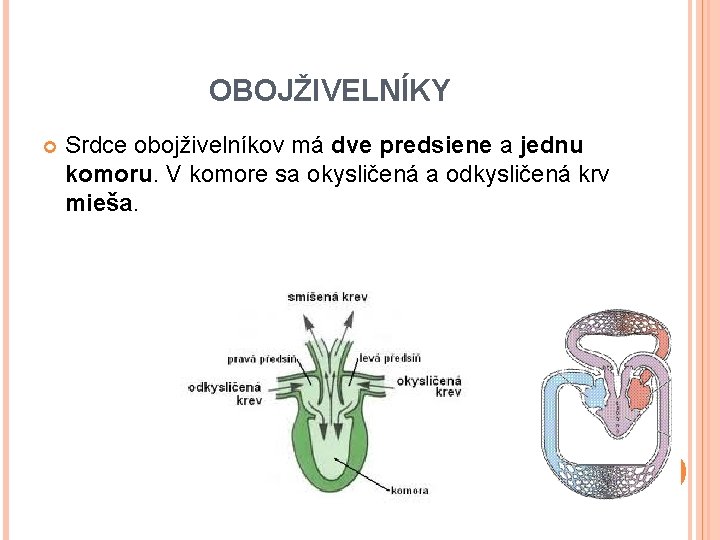 OBOJŽIVELNÍKY Srdce obojživelníkov má dve predsiene a jednu komoru. V komore sa okysličená a