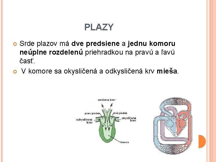 PLAZY Srde plazov má dve predsiene a jednu komoru neúplne rozdelenú priehradkou na pravú