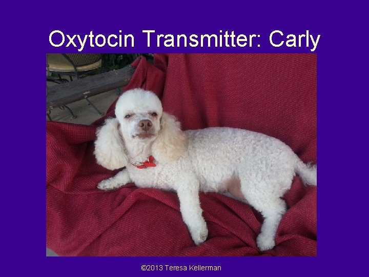 Oxytocin Transmitter: Carly © 2013 Teresa Kellerman 