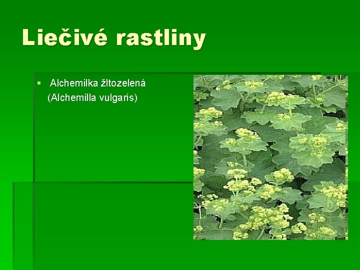 Liečivé rastliny § Alchemilka žltozelená (Alchemilla vulgaris) 