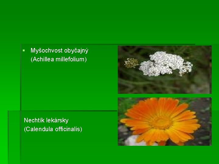 § Myšochvost obyčajný (Achillea millefolium) Nechtík lekársky (Calendula officinalis) 