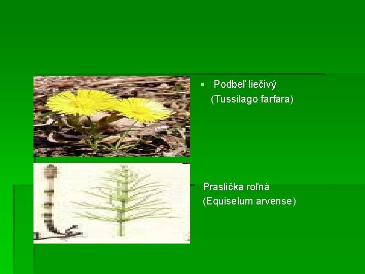 § Podbeľ liečivý (Tussilago farfara) Praslička roľná (Equiselum arvense) 