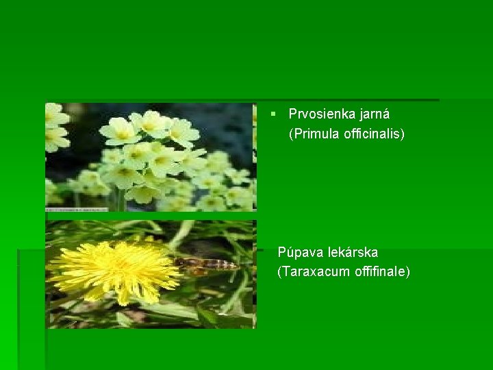 § Prvosienka jarná (Primula officinalis) Púpava lekárska (Taraxacum offifinale) 