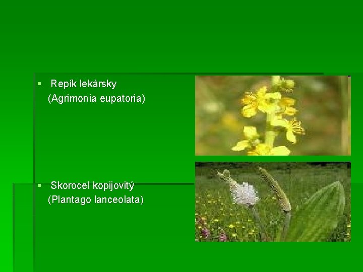 § Repík lekársky (Agrimonia eupatoria) § Skorocel kopijovitý (Plantago lanceolata) 