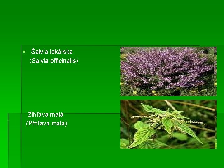 § Šalvia lekárska (Salvia officinalis) Žihľava malá (Pŕhľava malá) 