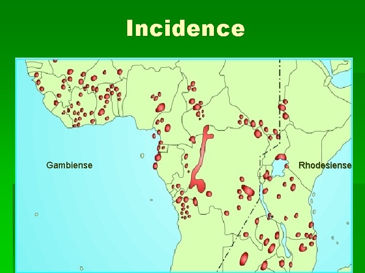 Incidence Gambiense Rhodesiense 