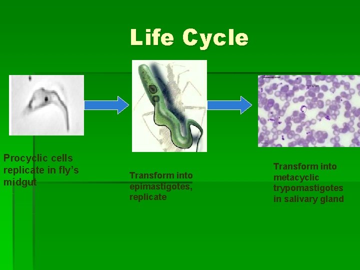 Life Cycle Procyclic cells replicate in fly’s midgut Transform into epimastigotes, replicate Transform into