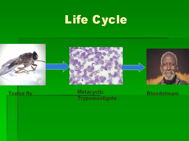 Life Cycle Tsetse fly Metacyclic Trypomastigote Bloodstream 