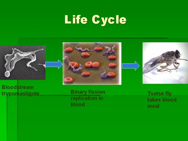 Life Cycle Bloodstream trypomastigote Binary fission replication in blood Tsetse fly takes blood meal