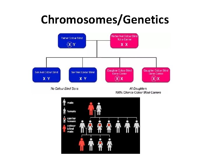 Chromosomes/Genetics 