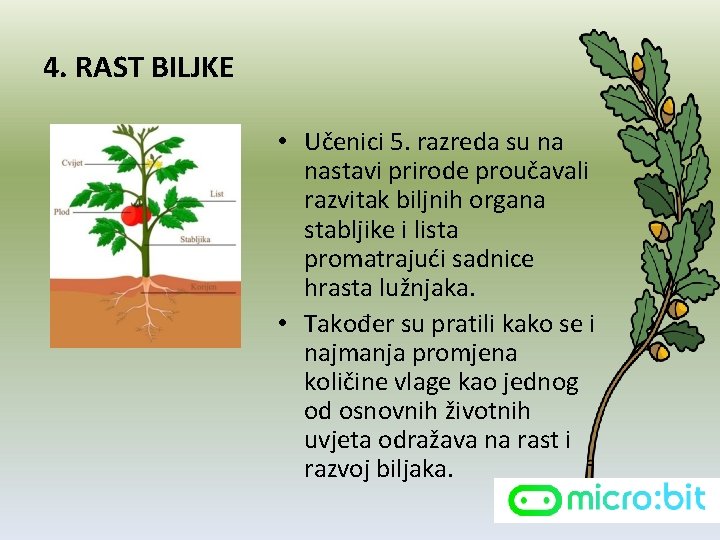 4. RAST BILJKE • Učenici 5. razreda su na nastavi prirode proučavali razvitak biljnih