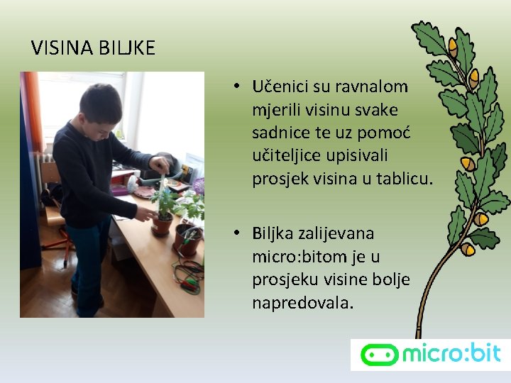 VISINA BILJKE • Učenici su ravnalom mjerili visinu svake sadnice te uz pomoć učiteljice