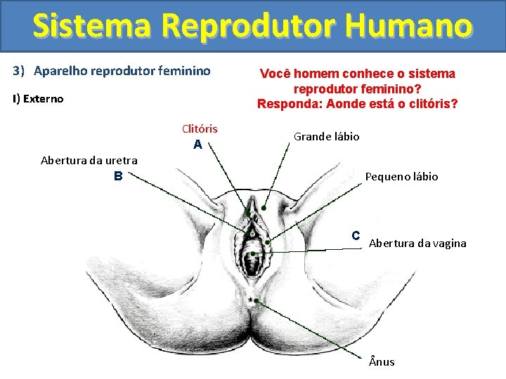 Sistema Reprodutor Humano 3) Aparelho reprodutor feminino I) Externo Clitóris A Você homem conhece