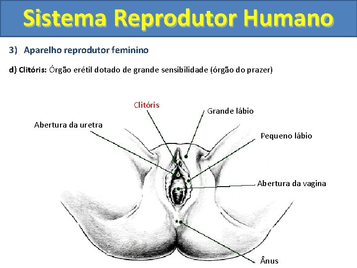 Sistema Reprodutor Humano 3) Aparelho reprodutor feminino d) Clitóris: Órgão erétil dotado de grande