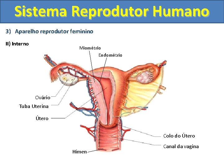 Sistema Reprodutor Humano 3) Aparelho reprodutor feminino II) Interno Miométrio Endométrio Ovário Tuba Uterina
