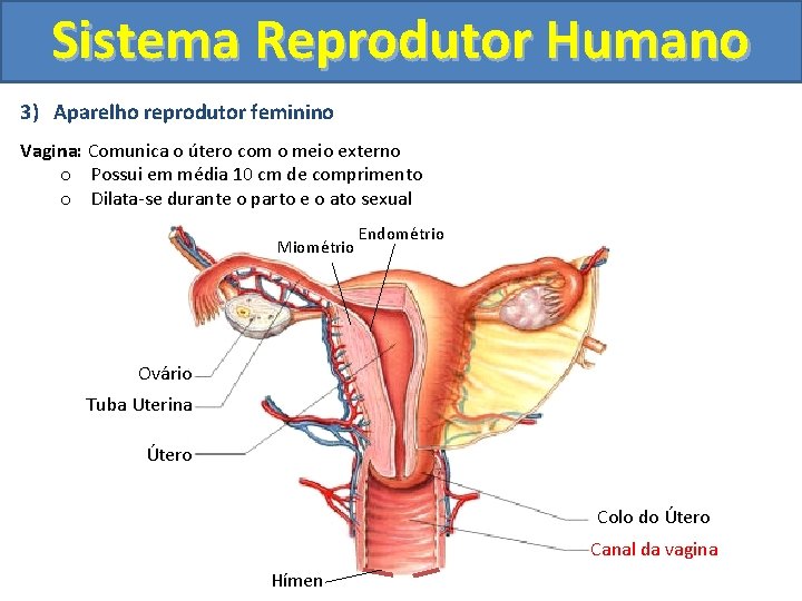 Sistema Reprodutor Humano 3) Aparelho reprodutor feminino Vagina: Comunica o útero com o meio