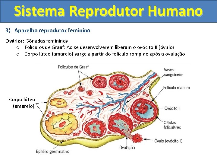 Sistema Reprodutor Humano 3) Aparelho reprodutor feminino Ovários: Gônadas femininas o Folículos de Graaf: