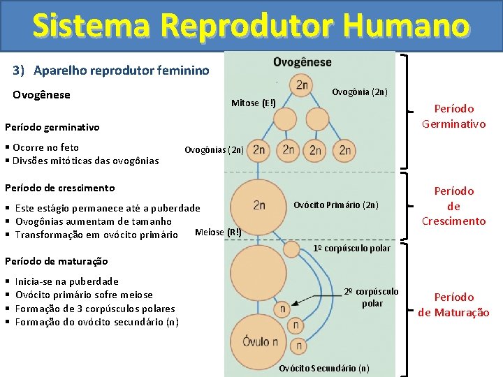 Sistema Reprodutor Humano 3) Aparelho reprodutor feminino Ovogênese Mitose (E!) Ovogônia (2 n) Período