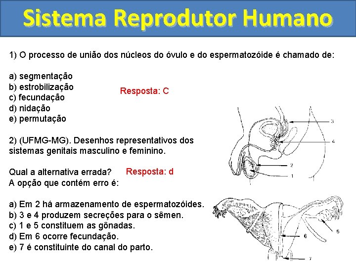 Sistema Reprodutor Humano 1) O processo de união dos núcleos do óvulo e do