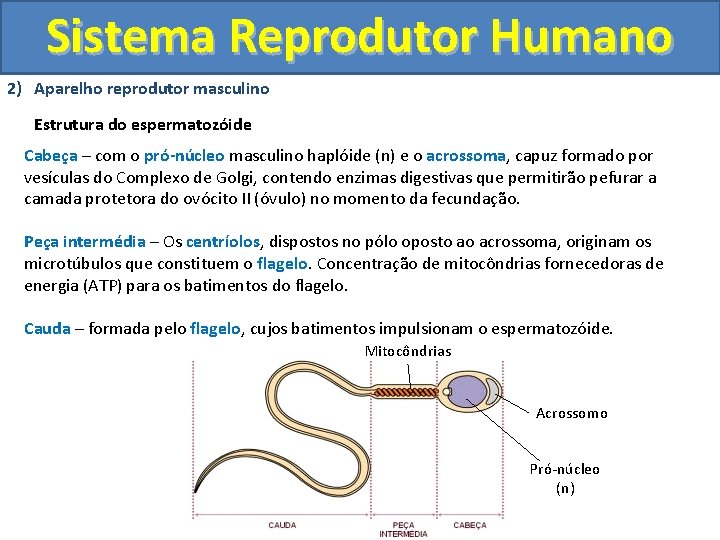 Sistema Reprodutor Humano 2) Aparelho reprodutor masculino Estrutura do espermatozóide Cabeça – com o