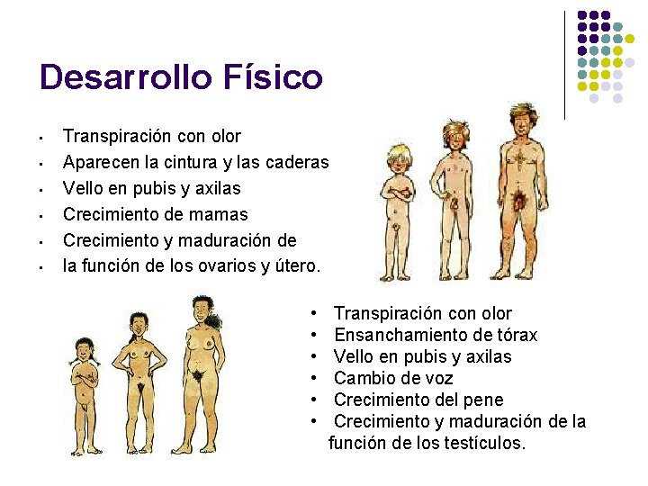 Desarrollo Físico • • • Transpiración con olor Aparecen la cintura y las caderas