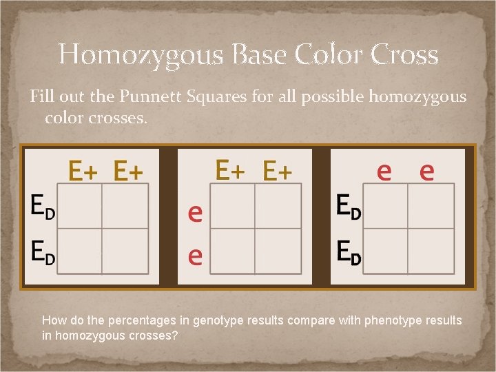 Homozygous Base Color Cross Fill out the Punnett Squares for all possible homozygous color