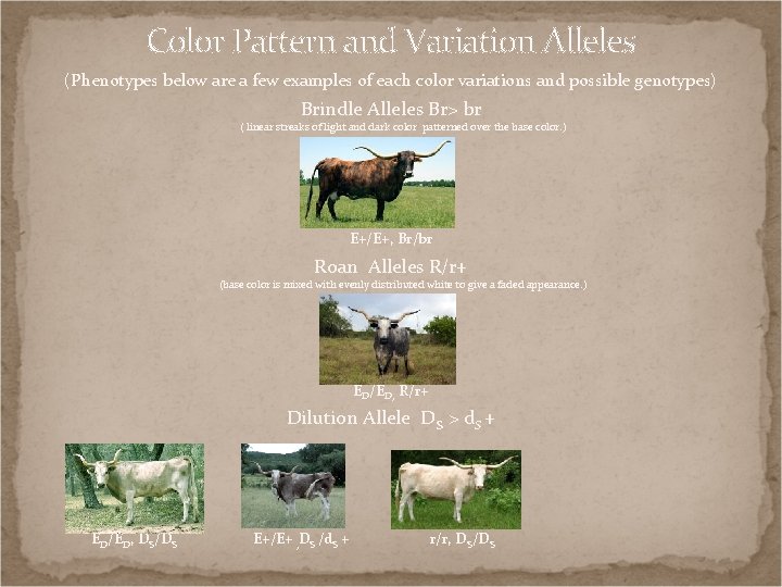 Color Pattern and Variation Alleles (Phenotypes below are a few examples of each color