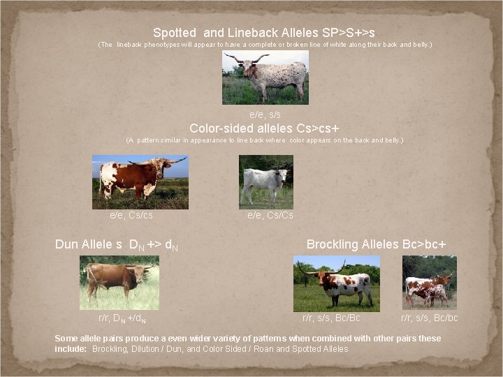 Spotted and Lineback Alleles SP>S+>s (The lineback phenotypes will appear to have a complete