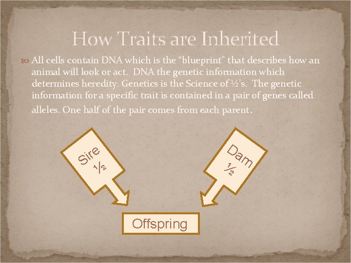 How Traits are Inherited All cells contain DNA which is the “blueprint” that describes