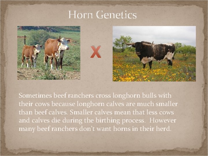 Horn Genetics X Sometimes beef ranchers cross longhorn bulls with their cows because longhorn