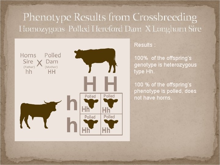 Phenotype Results from Crossbreeding Homozygous Polled Hereford Dam X Longhorn Sire Results : 100%