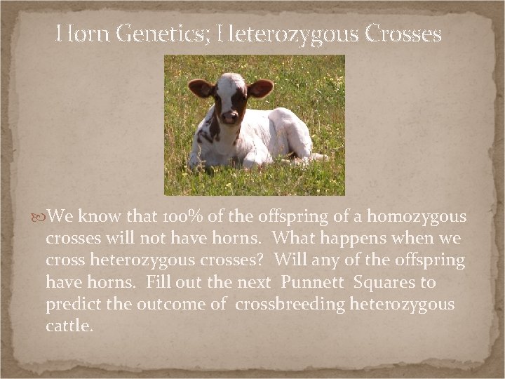 Horn Genetics; Heterozygous Crosses We know that 100% of the offspring of a homozygous