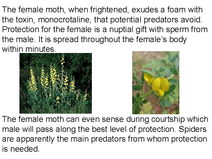 The female moth, when frightened, exudes a foam with the toxin, monocrotaline, that potential