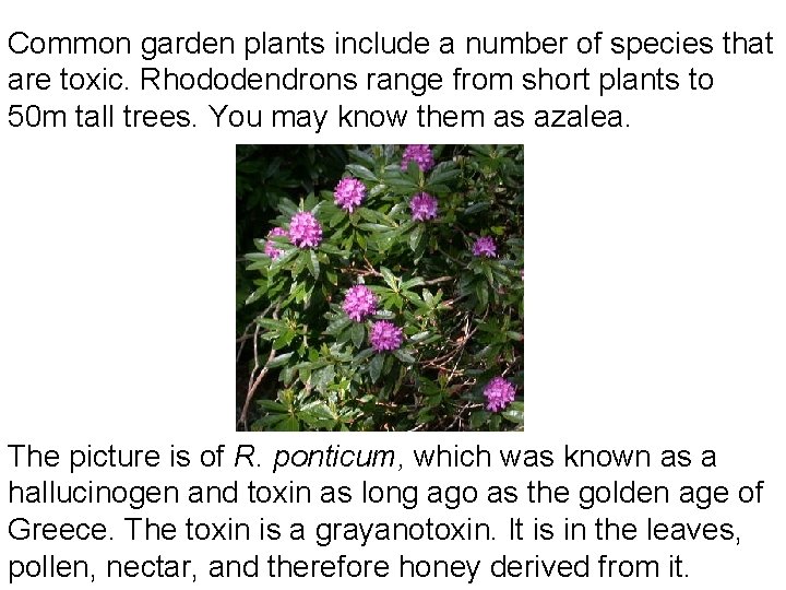 Common garden plants include a number of species that are toxic. Rhododendrons range from