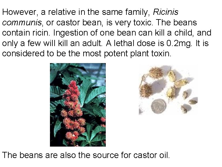 However, a relative in the same family, Ricinis communis, or castor bean, is very