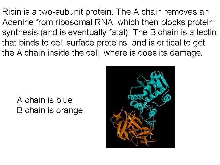 Ricin is a two-subunit protein. The A chain removes an Adenine from ribosomal RNA,