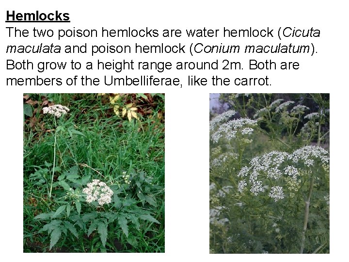 Hemlocks The two poison hemlocks are water hemlock (Cicuta maculata and poison hemlock (Conium